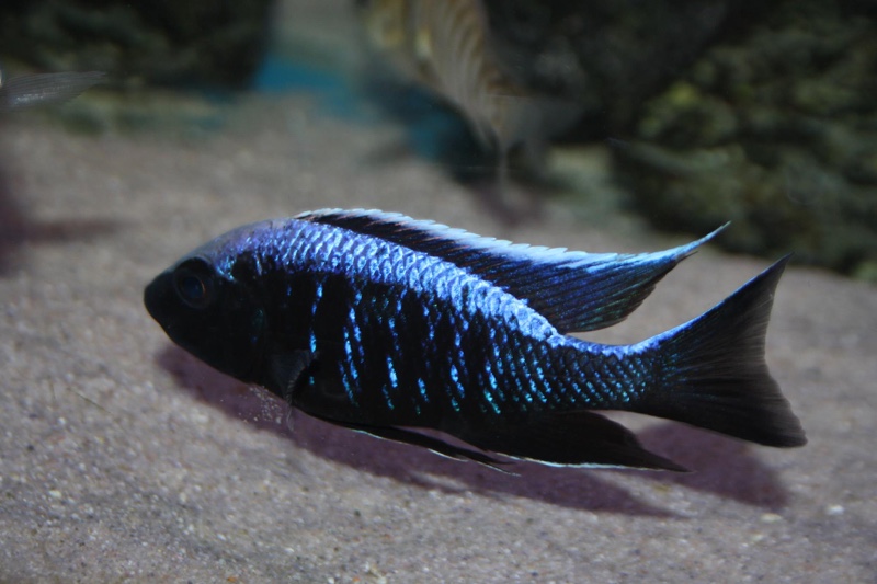 Copadichromis trewavasae 'Likoma Island'